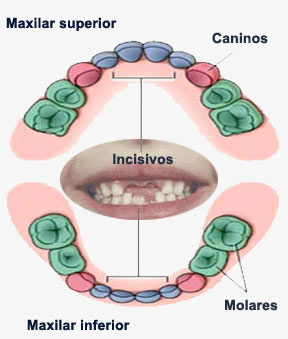 primera dentición